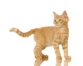 Ginger Cat kitten Royalty Free Stock Photo