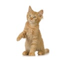 Ginger Cat kitten