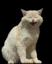 Ginger Cat Laughs Isolated Royalty Free Stock Photo