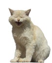 Ginger Cat Laughs Isolated Royalty Free Stock Photo