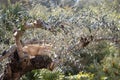 Ginger cat laying down on the olive tree Royalty Free Stock Photo