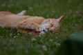 Ginger cat laying in garden Royalty Free Stock Photo