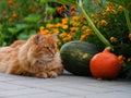 A ginger cat laying on tiles in front of marigolds and pumpkins Royalty Free Stock Photo