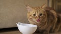 Ginger cat licking face sitting at the bowl with food. The cat is eating.Cat licks looks into the frame. Tasty food for Royalty Free Stock Photo
