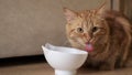 Ginger cat licking face sitting at the bowl with food. The cat is eating.Cat licks looks into the frame. Tasty food for Royalty Free Stock Photo