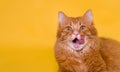 Ginger cat licking lips looking in camera. Pet cat licks his chops isolated on yellow background. Animal likes sign. Red Royalty Free Stock Photo