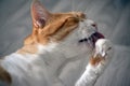 Ginger cat licks the hair Royalty Free Stock Photo