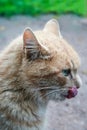 Ginger cat licks his lip