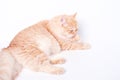 Ginger cat licks its paws on a white background. Royalty Free Stock Photo