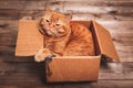 Ginger cat lies in box on wooden background in a new apartment. Fluffy pet is doing to sleep there. Keys to new home Royalty Free Stock Photo