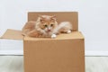 The ginger cat lies on a cardboard box the room. Licks her lips Royalty Free Stock Photo