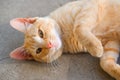 A ginger cat lies on a concrete path. The cat is resting in the sun Royalty Free Stock Photo