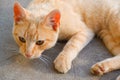 A ginger cat lies on a concrete path. The cat is resting in the sun Royalty Free Stock Photo