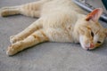 A ginger cat lies on a concrete path. The cat is resting in the sun Royalty Free Stock Photo