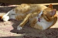 The ginger cat lies on the floor. The striped cat is sprawled on the carpet and licks its paws