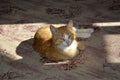 A ginger cat lies on the floor in a sunny place. Tabby cat looks at the camera