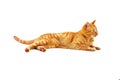 Ginger cat lies and licking isolated on a white background