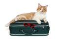 Ginger cat lies in a travel suitcase