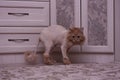 Ginger cat with lion haircut