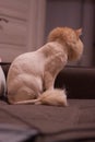 Ginger cat with lion haircut