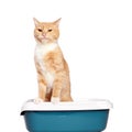 Cute ginger cat in litter tray on white background Royalty Free Stock Photo