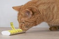 Ginger cat looking curious to a open pill box. Royalty Free Stock Photo