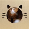 Ginger cat looking from funny cardboard box, square image