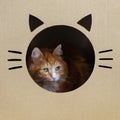 Ginger cat looking from funny cardboard box, square image