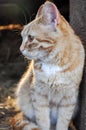 Ginger cat looking left with sunlight coming from the back, at the barn