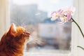 Ginger cat looking at orchid walking on window sill at home in the morning. Pet interested in flowers and plants