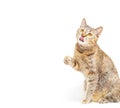 Ginger cat looking at something and licking. Royalty Free Stock Photo