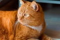 Fat cat closeup of a ginger cat looking to the side, homemade red sleek cat