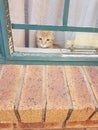 Ginger Cat Looking Trough A Window Far Away