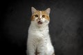 Ginger cat looks shocked when it sees food. Scottish fold kitten looking something on black background.Hungry orange cat has funny Royalty Free Stock Photo