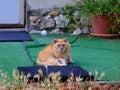 Ginger cat lounging outdoors on artificial grass, with a rustic backdrop, adding charm to various design concepts
