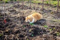 A ginger cat lurks on the ground with growing fruit tree saplings in spring Royalty Free Stock Photo