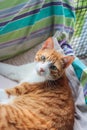 Ginger cat lying on an armchair Royalty Free Stock Photo