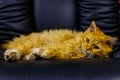 Ginger cat lying in black leather armchair Royalty Free Stock Photo