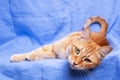 Ginger cat lying on blue background closeup