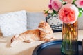 Ginger cat lying on couch in living room by bouquet of fresh roses flowers. Pet feels comfortable and cozy Royalty Free Stock Photo