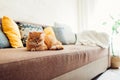 Ginger cat lying on couch in living room Royalty Free Stock Photo