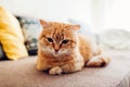 Ginger cat lying on couch in living room Royalty Free Stock Photo