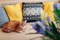 Ginger cat lying on couch with yellow cushions in living room by blue flowers in vase. Pet relaxing at home Royalty Free Stock Photo