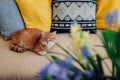 Ginger cat lying on couch with yellow cushions in living room by blue flowers. Pet relaxing at home Royalty Free Stock Photo