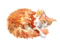 Watercolor hand drawn illustration of ginger cat with white spots.