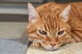 Ginger cat lying on the floor at home. Bored cat face close up. Royalty Free Stock Photo
