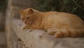 Ginger cat lying on a stone wall outdoors, displaying a relaxed posture and surrounded by lush greenery Royalty Free Stock Photo