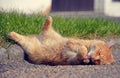 Ginger cat lying on the street Royalty Free Stock Photo