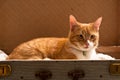 Ginger cat lying suitcase Royalty Free Stock Photo