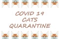 Cat in mask save you cat save life from coronavirus